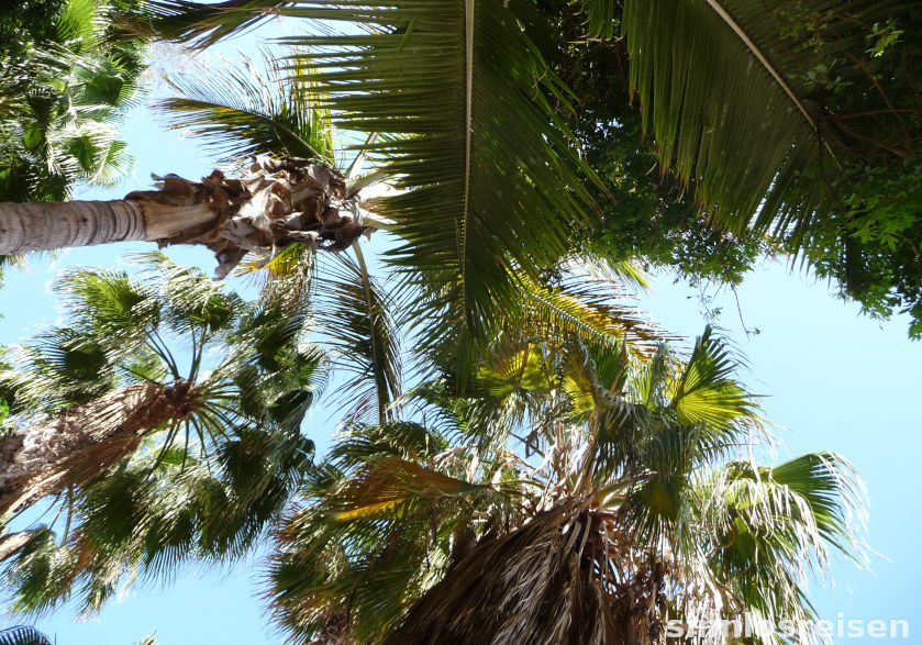 Unter Palmen