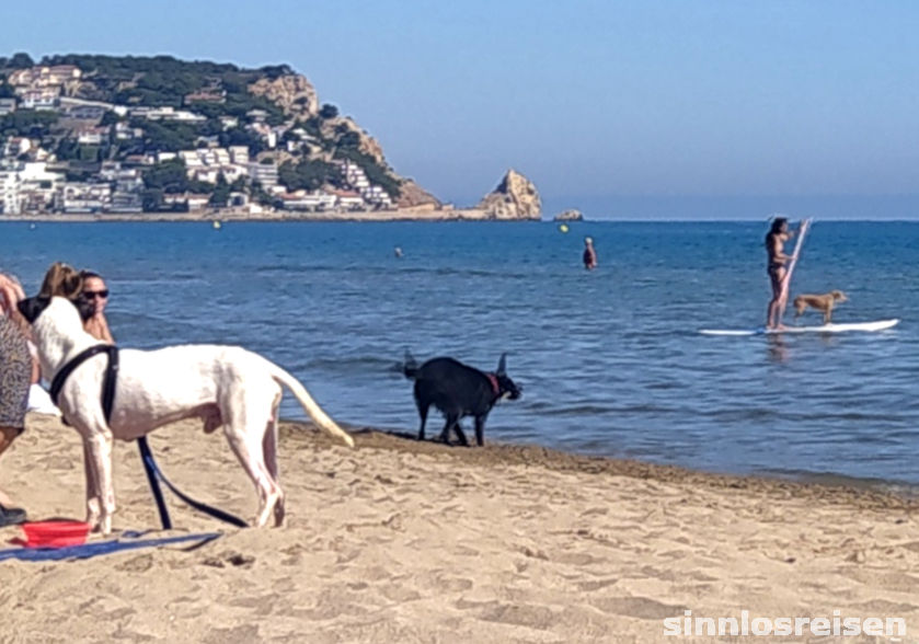Hunde am Strand
