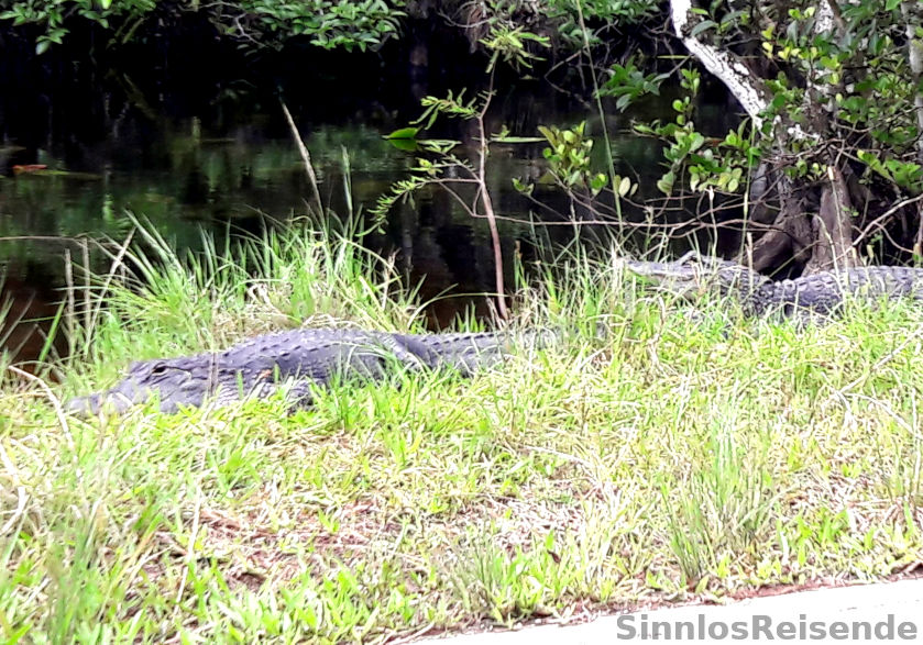 Alligatoren am Straßenrand