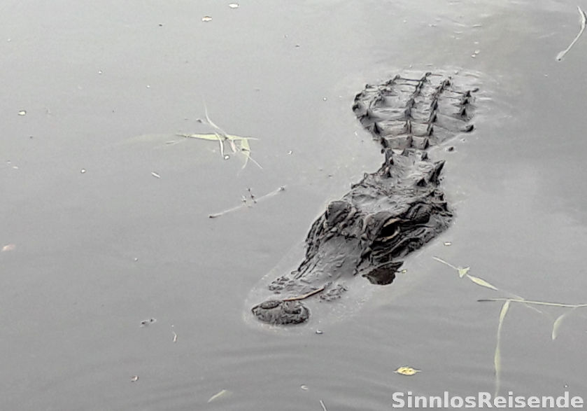 Alligator wartet im Wasser