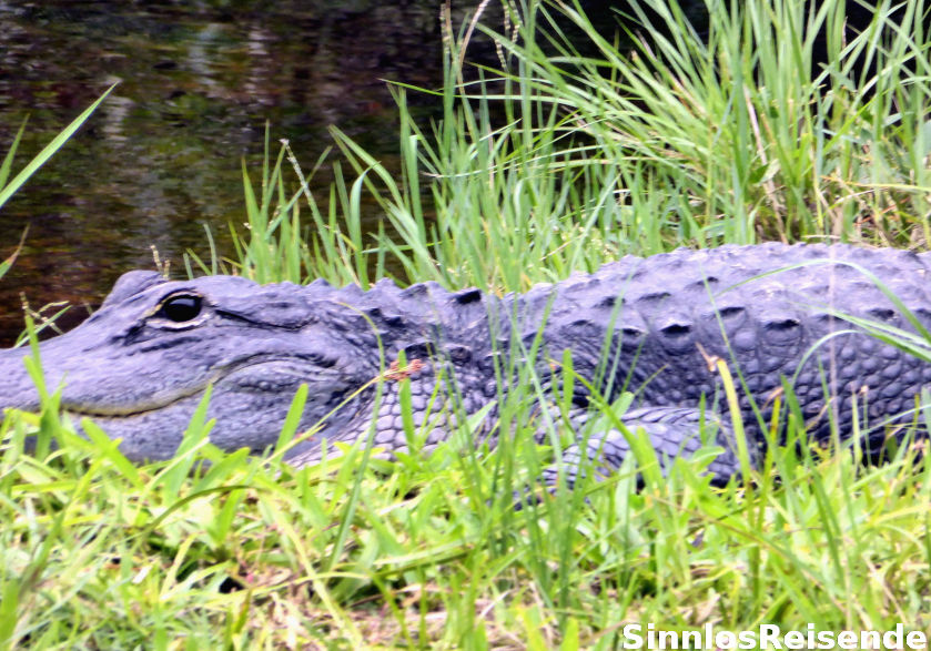 Alligator im Gras