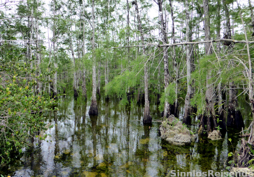 Sumpf in den Everglades