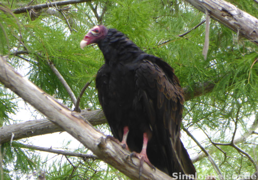 Geier wartet auf Opfer