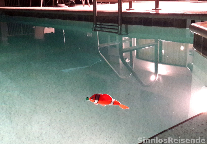 Fisch im Swiming pool