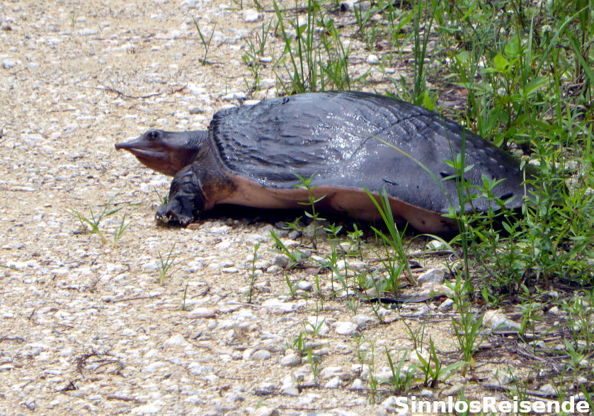 Schildkröte überquert die Straße