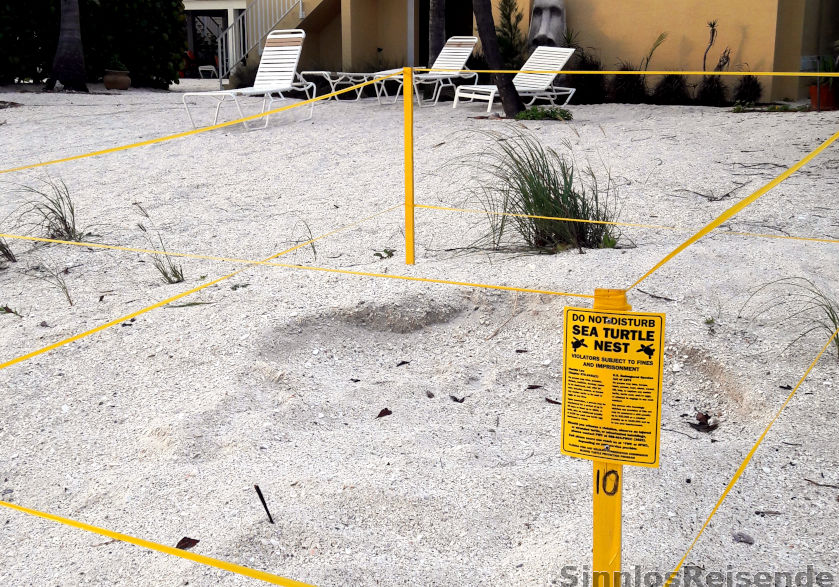 Seeschildkrötennest