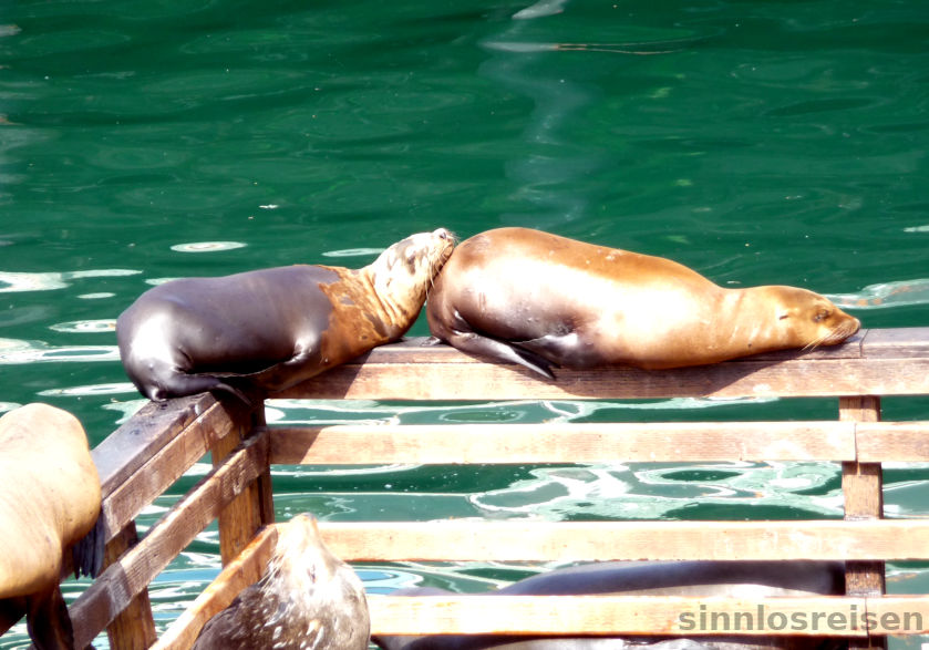 Seelöwen
