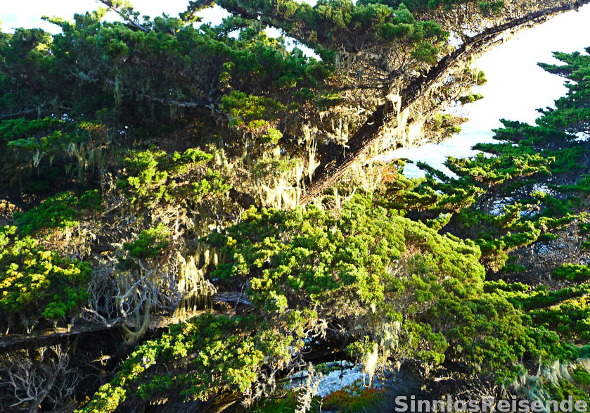 Vegetation im 17-Mile Drive