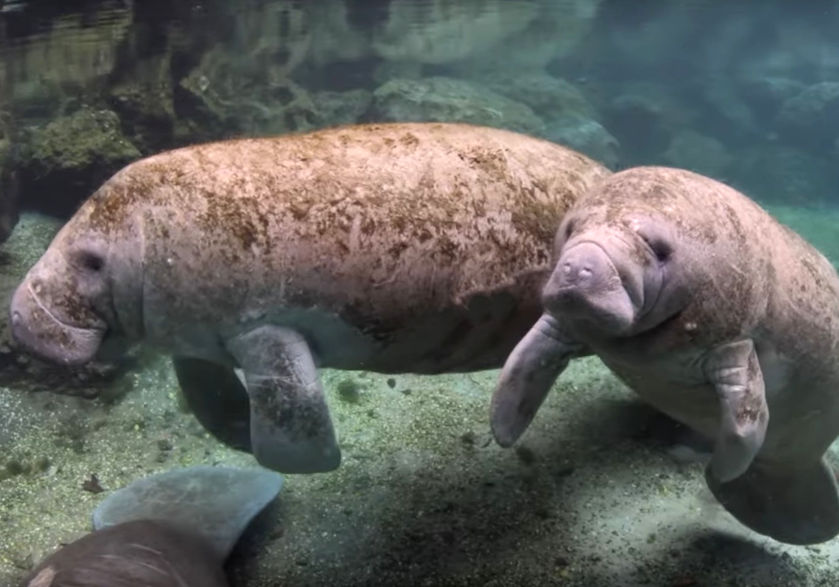 Manatees