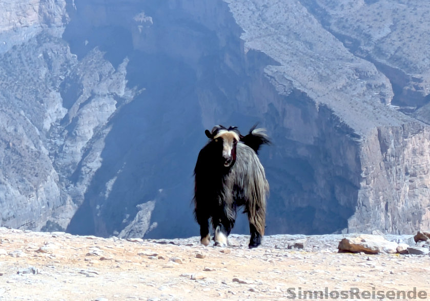 Bergziege am Jabal Shams