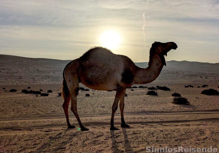 Kamel beim Sonnenaufgang