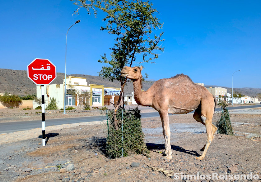 Kamel am Stopschild
