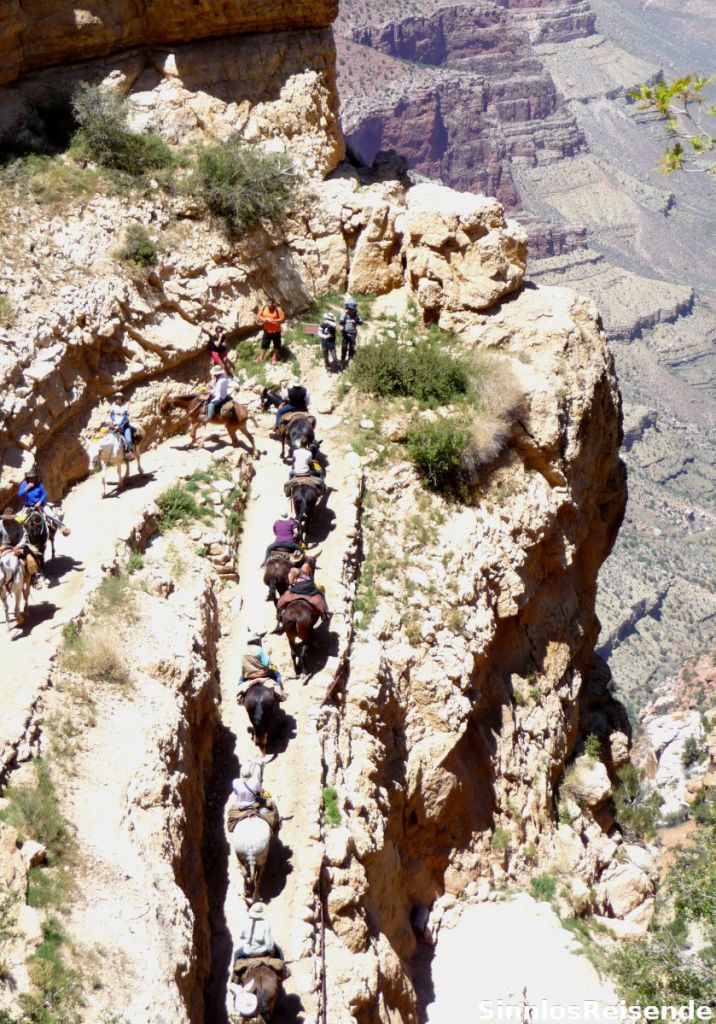 Mulis am Grand Canyon