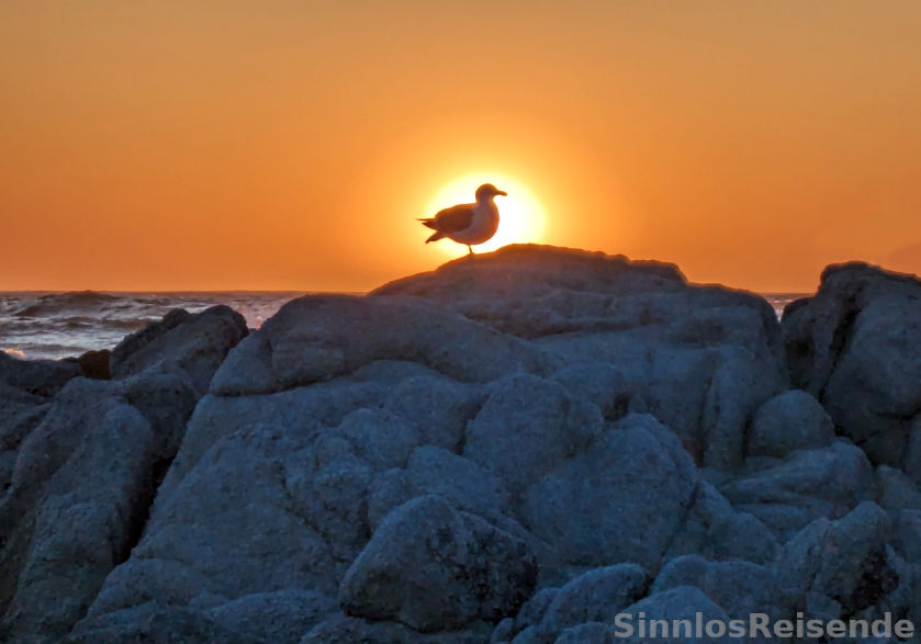 Möwe vor untergehender Sonne