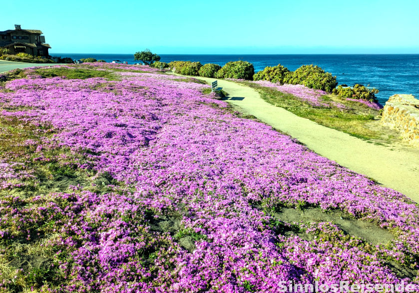 Blütenteppich im Perkins Park