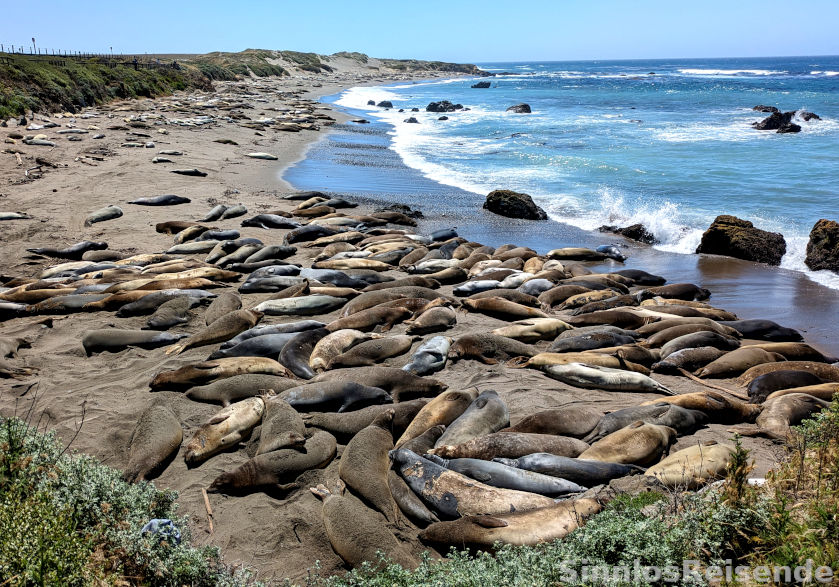 Robben am Highway Nr. 1