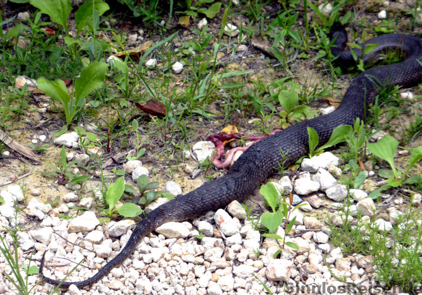 Schlange mit herausquellenden Innereien