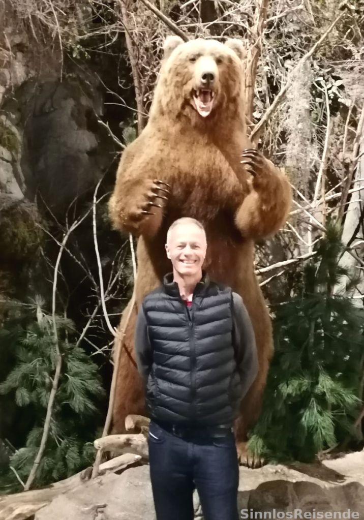 Bär greift SinnlosReisenden an