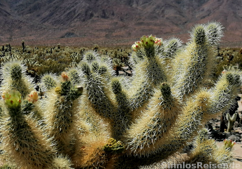 Kakteen im Yoshua Tree NP