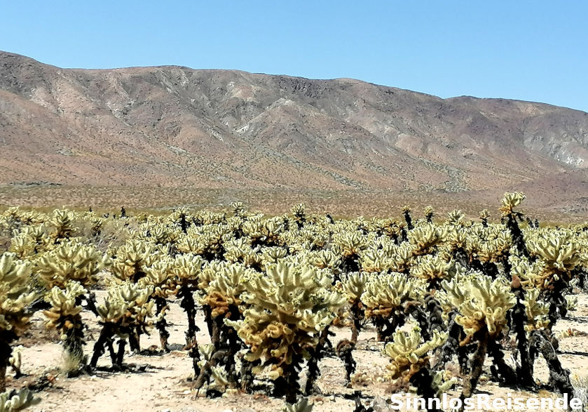Kakteenfeld im Yoshua Tree NP
